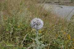 Echinops niveus